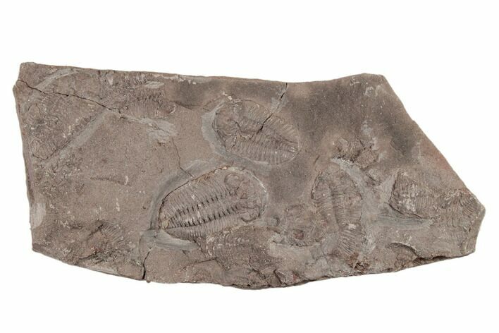 Ordovician Trilobite Mortality Plate (Pos/Neg) - Morocco #194112